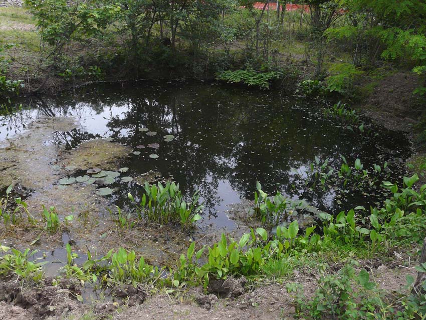 Triturus alpestris apuanus sulla Collina Torinese